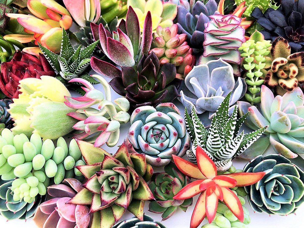 Suculentas